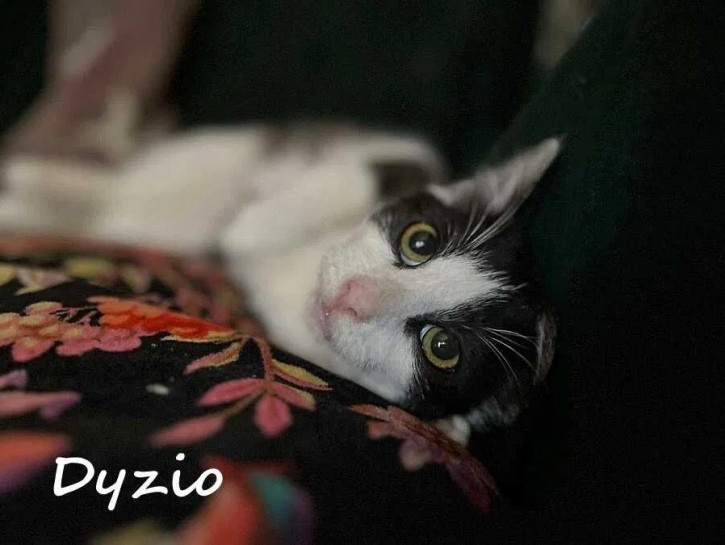 Dyzio